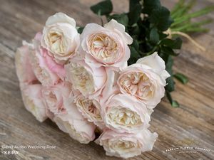 ROSE D. AUSTIN KEIRA 50